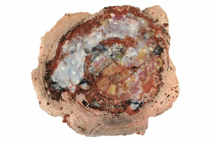 Rainbow Colored, Polished Petrified Wood Round - Arizona #239329